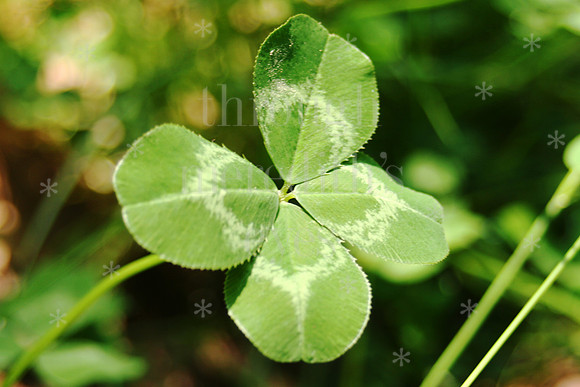 (9)Four Leaf Clover0177