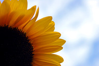 Partly Sunny