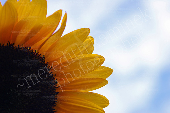 Partly Sunny