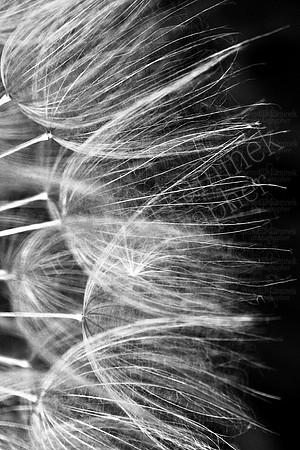 Blowy ~ Right