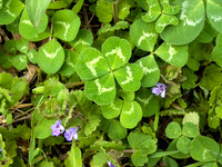Zeppa's Clover