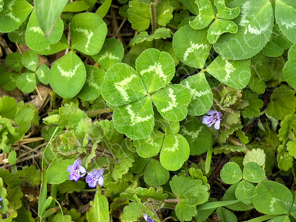 Zeppa's Clover