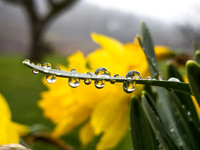 Daffodil Drops