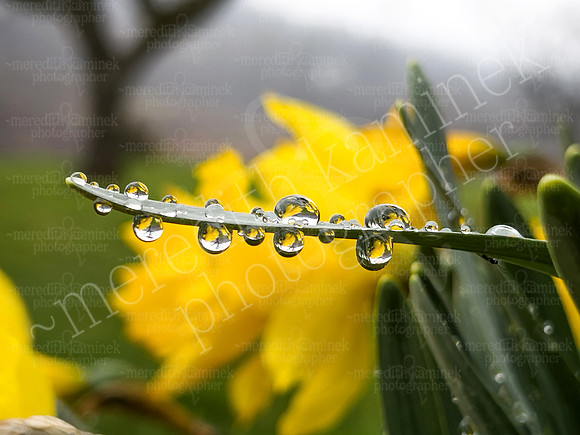 Daffodil Drops