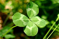 Four Leaf Clover