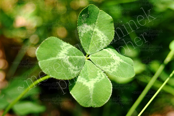 Four Leaf Clover