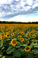 Sunny Field