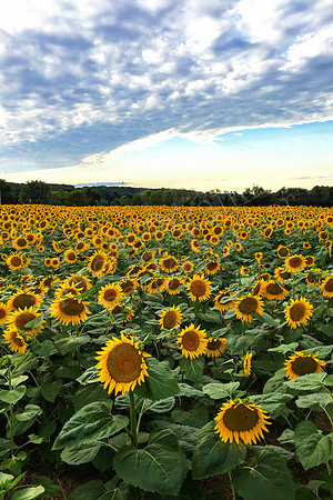 Sunny Field