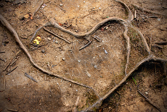 Love is the Root