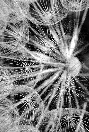 Blowy ~ Left