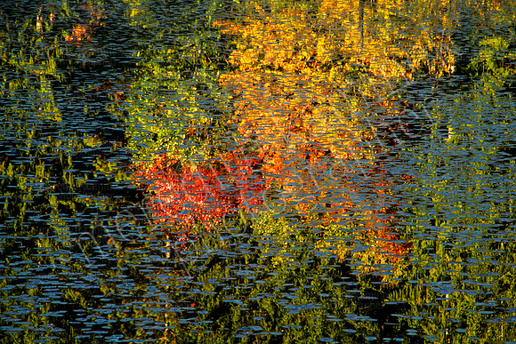 Reflections