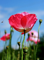 Pink Poppy