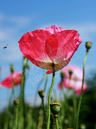 Pink Poppy