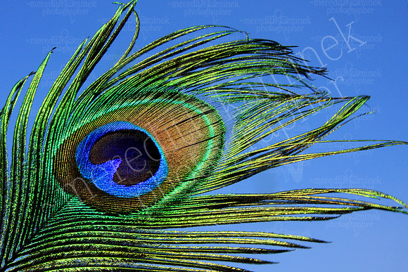 Feather in th Wind