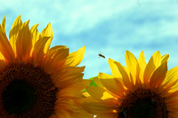 SunnyBee
