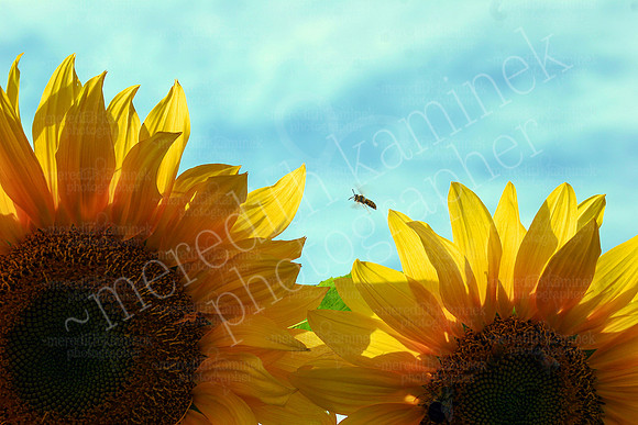 SunnyBee
