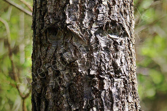 Mr. Tree