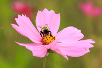 Be
