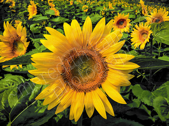 Shining Sunflower