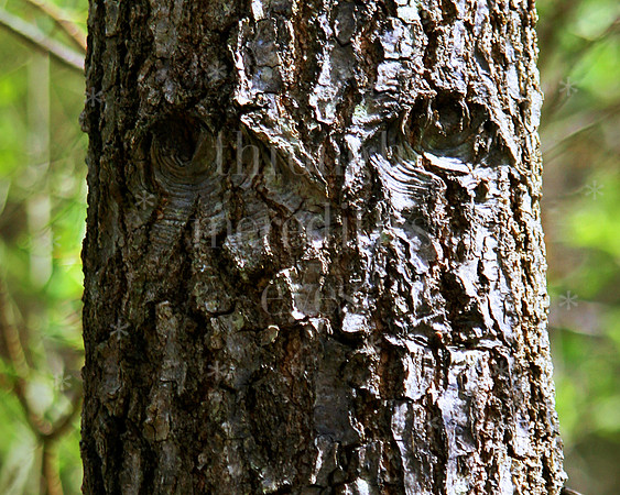(BackFlap)MRTree